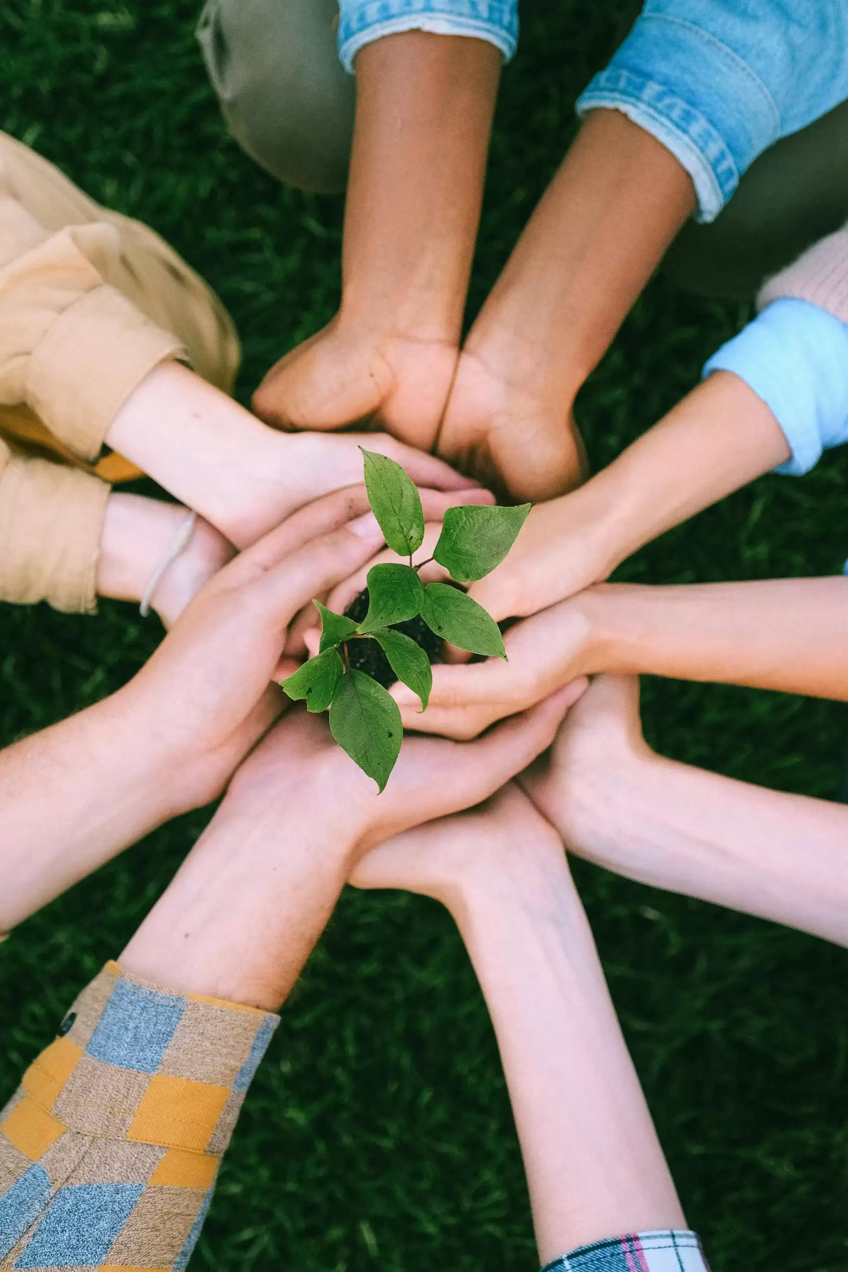 Hands holding a young plant, symbolising sustainable practices